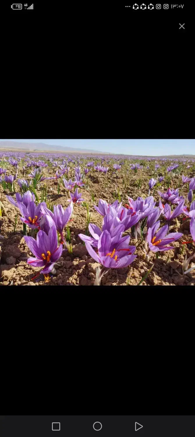 زعفران تربت|خوردنی و آشامیدنی|مشهد, رسالت|دیوار