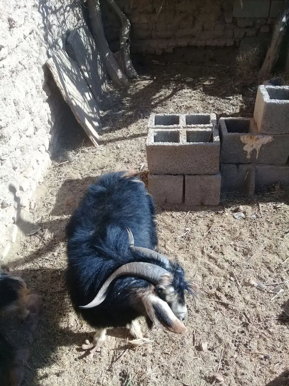 چبش|حیوانات مزرعه|مود, |دیوار