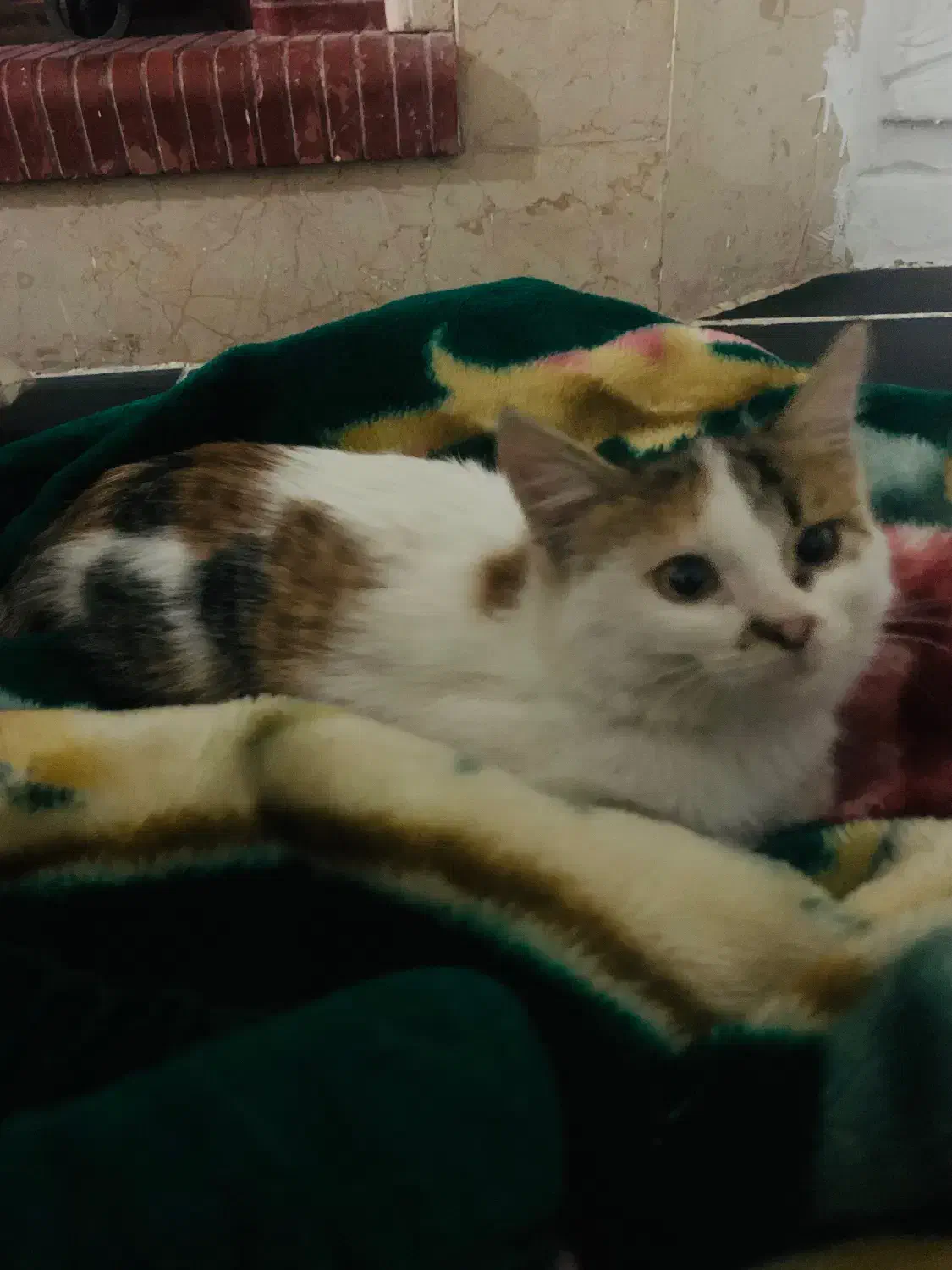 واگذاری رایگان|گربه|کرمان, |دیوار