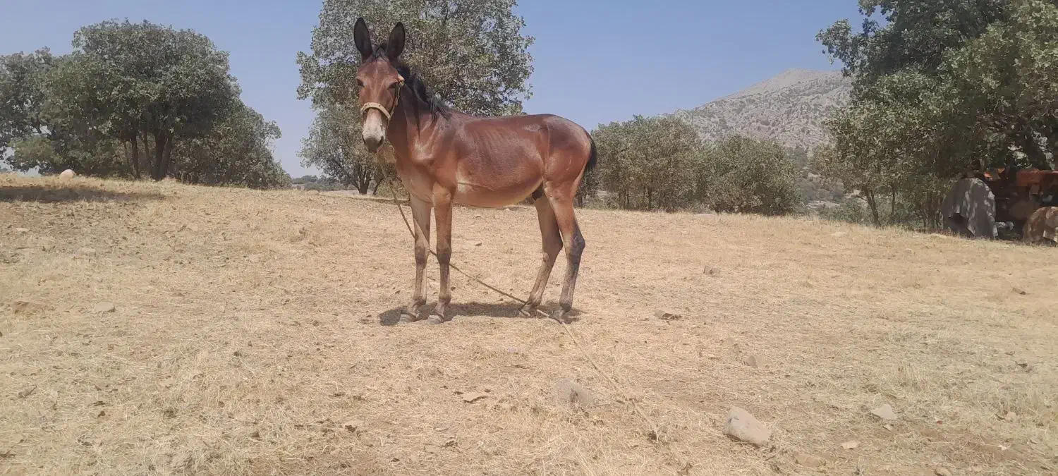 قاطر۱۴ ماهه نر قد بلند|حیوانات مزرعه|چگنی, |دیوار