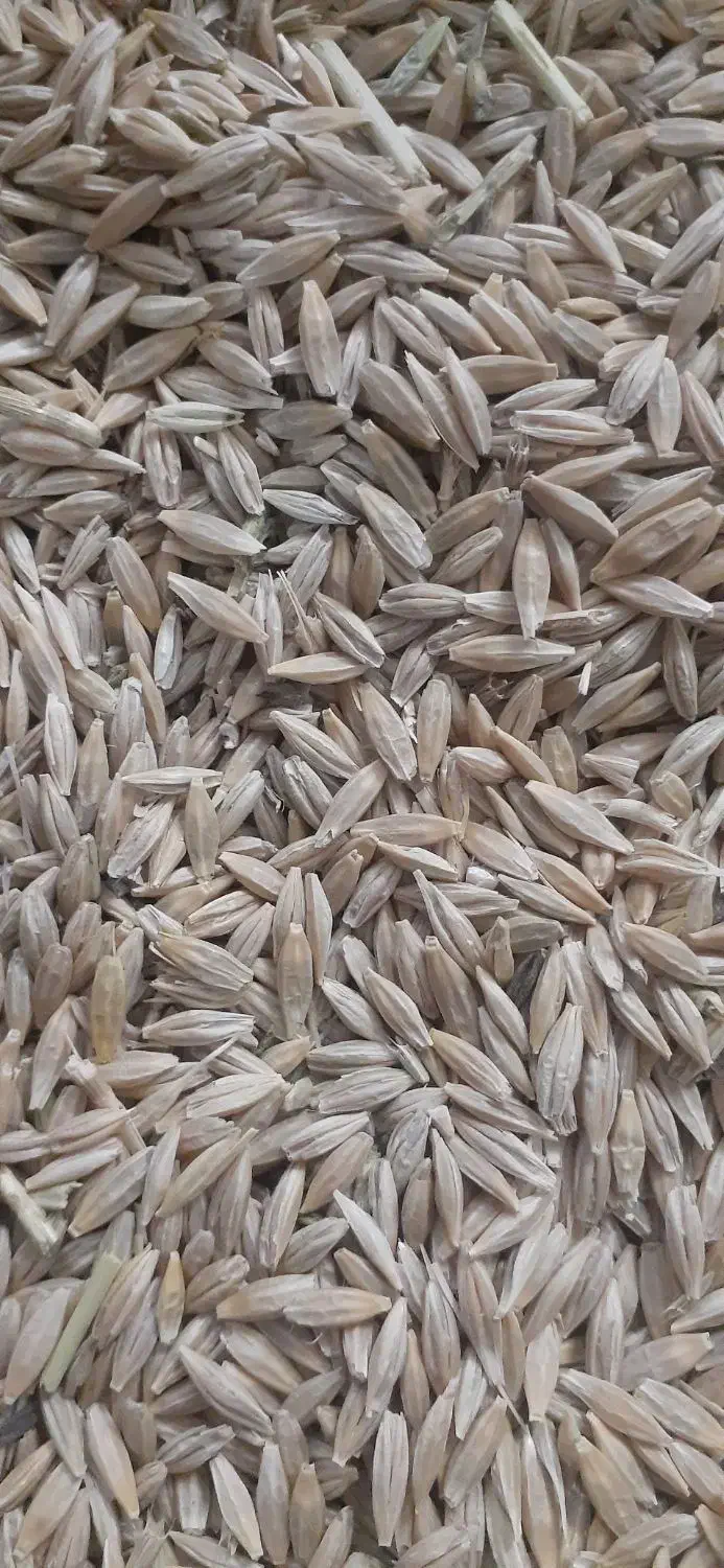 جو سرارود دیم|گل و گیاه طبیعی|ماهیدشت, |دیوار