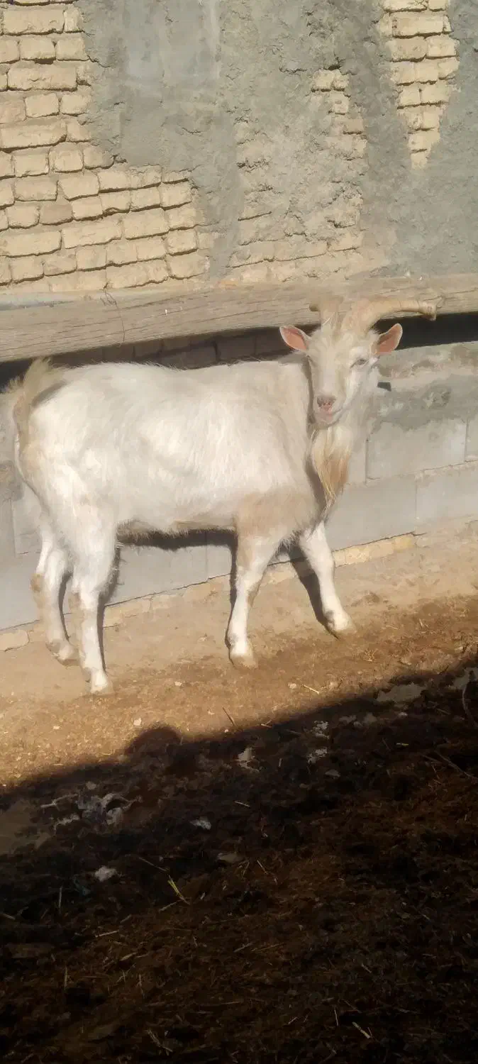 دبر|حیوانات مزرعه|شیدا, |دیوار