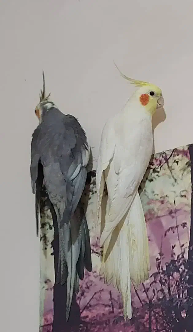 عروس هلندی گم شده|حیوانات|بروجرد, |دیوار