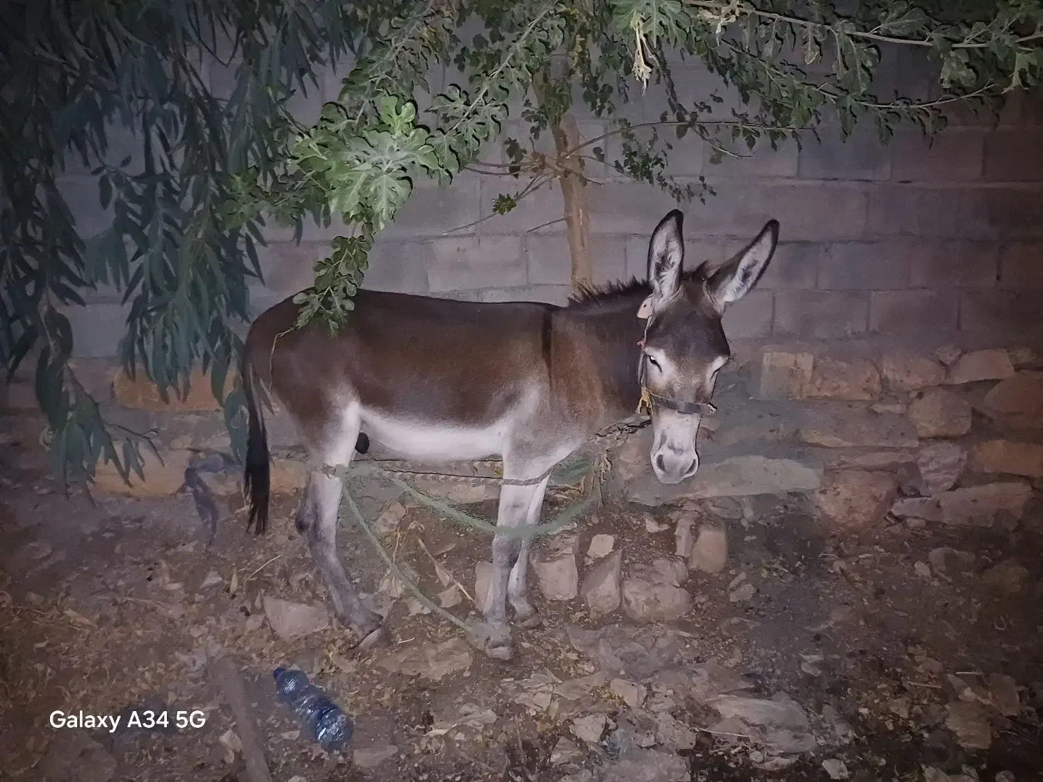 نره خر نوپالان|حیوانات مزرعه|دره شهر, |دیوار