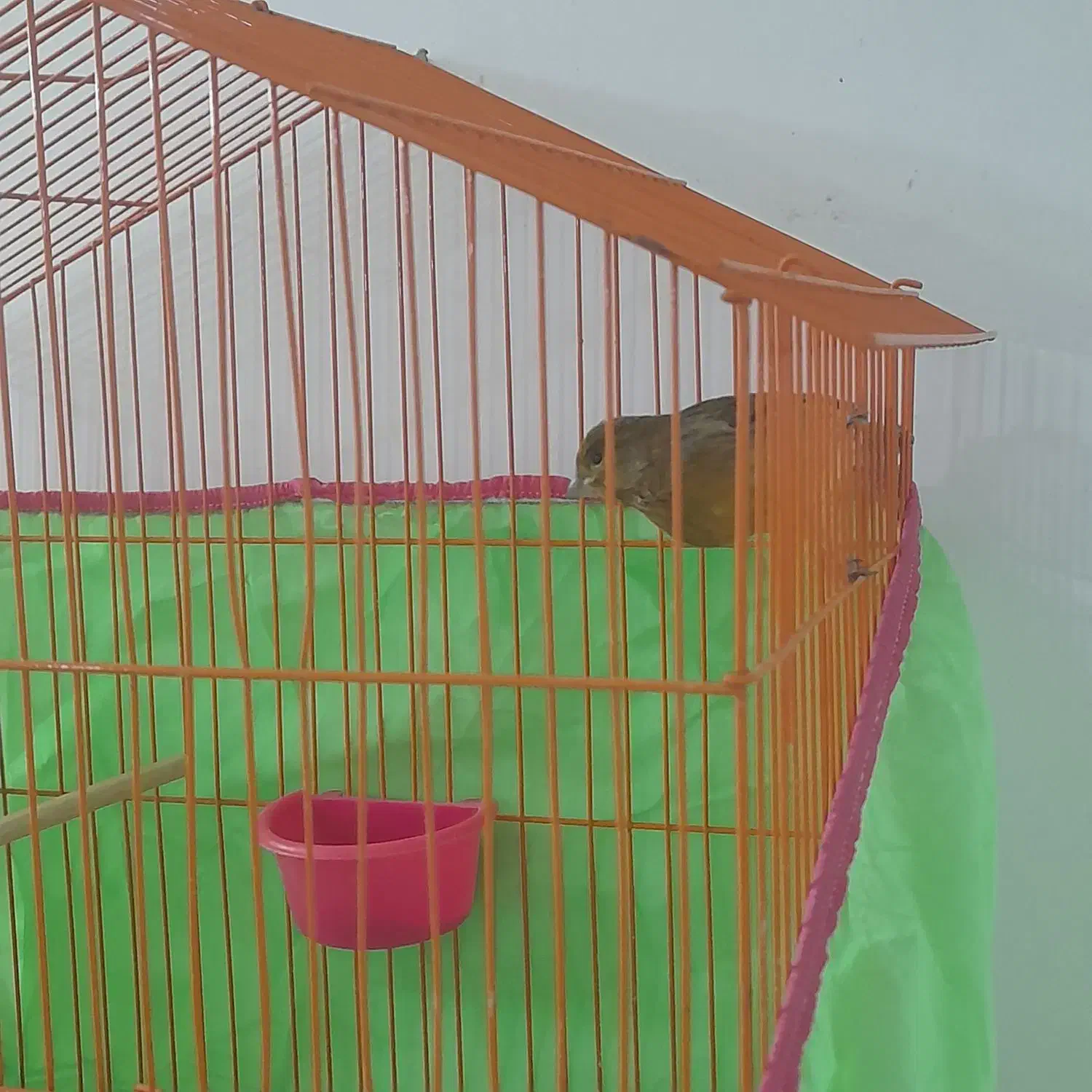 قناری سبز دارچینی مست خون نر|پرنده|تربتحیدریه, رباط سفلی|دیوار