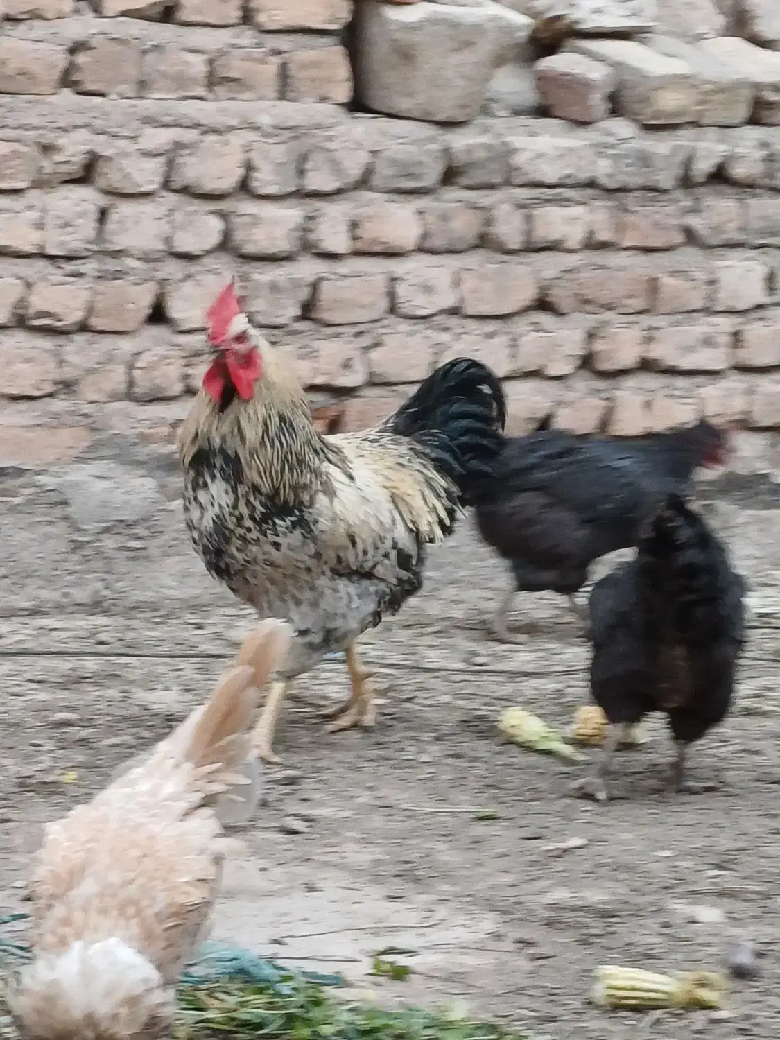 مرغ خروس خونگی|حیوانات مزرعه|قم, شهرک امام حسن|دیوار
