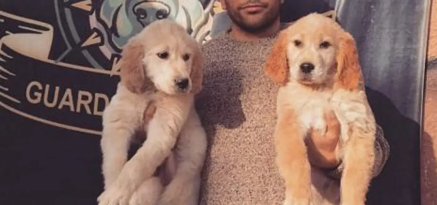 دوبرمن مشکی روتوایلر آمریکن گلدن نر 3 ماهه|سگ|تهران, دانشگاه شریف|دیوار