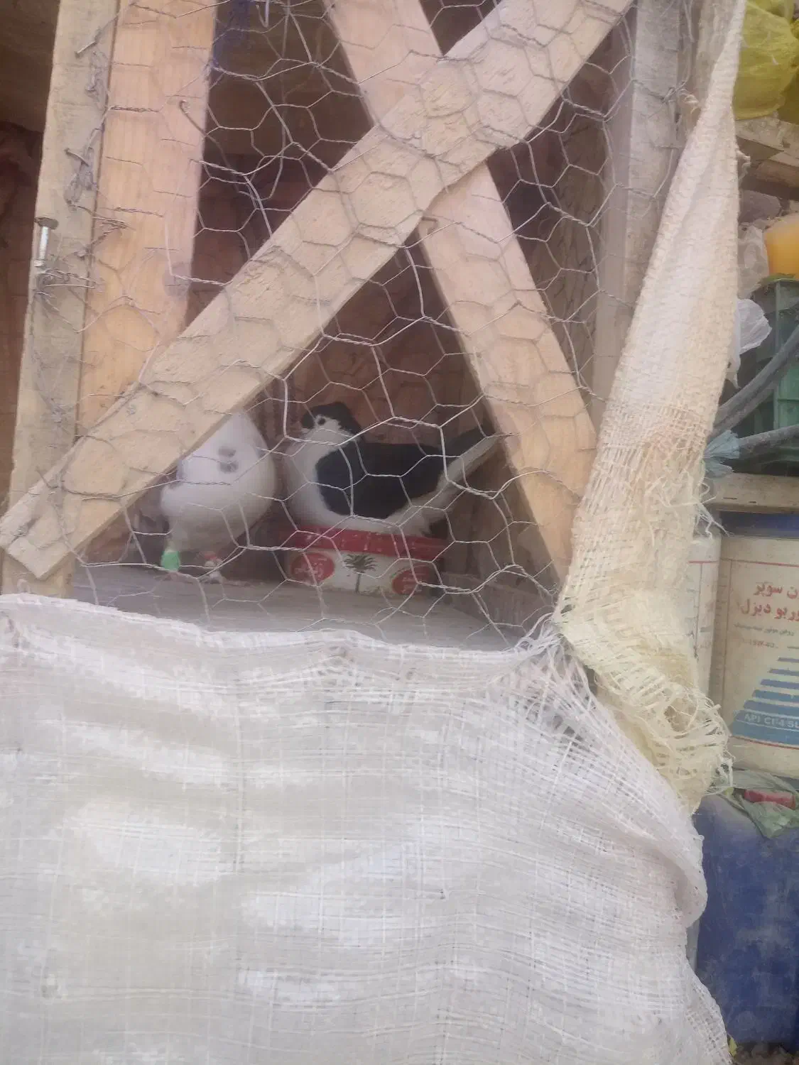 یک جفت ساده کاکلی آس|پرنده|آشخانه, |دیوار