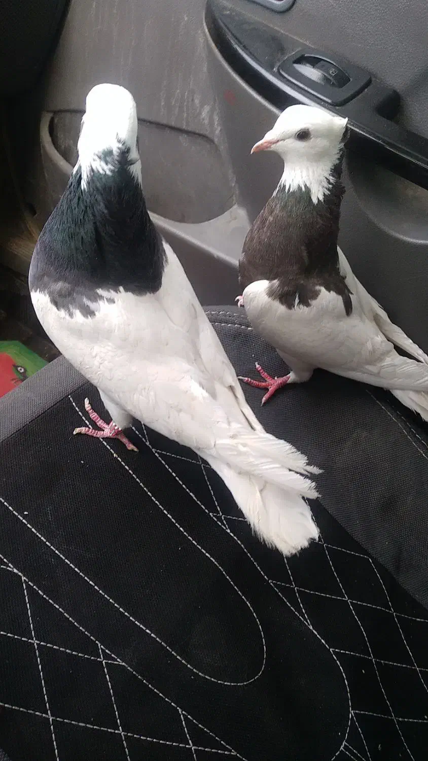 کفتر طوقی|پرنده|شیراز, گویم|دیوار