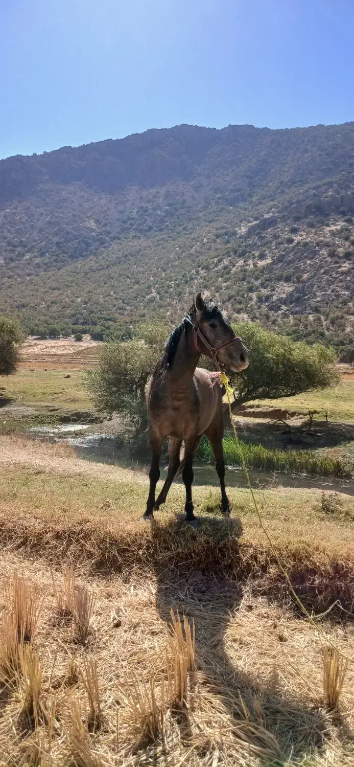 مادیان|اسب و تجهیزات اسبسواری|خرمآباد, |دیوار