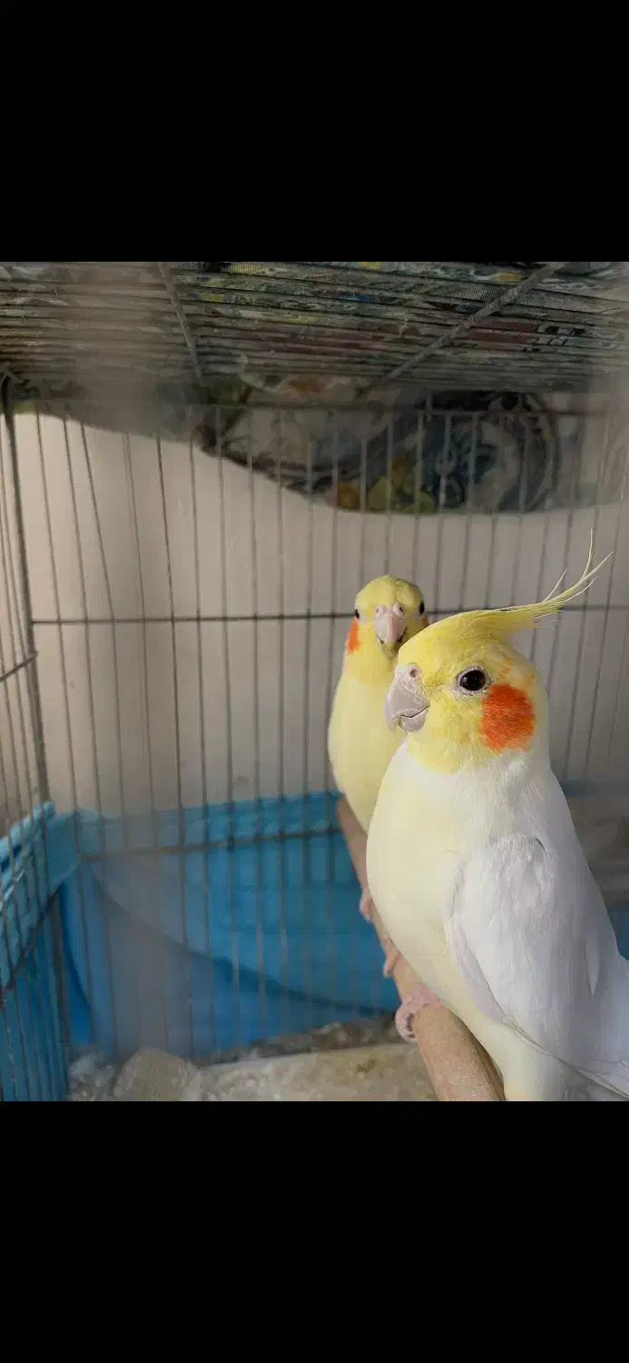 عروس هلندی|پرنده|مرودشت, دولت آباد|دیوار