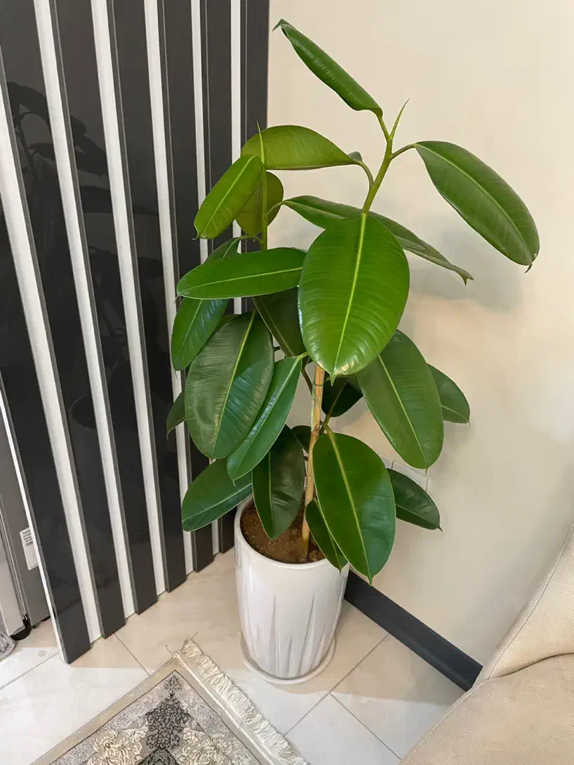 گل فیکوس|گل و گیاه طبیعی|تهران, خاوران|دیوار