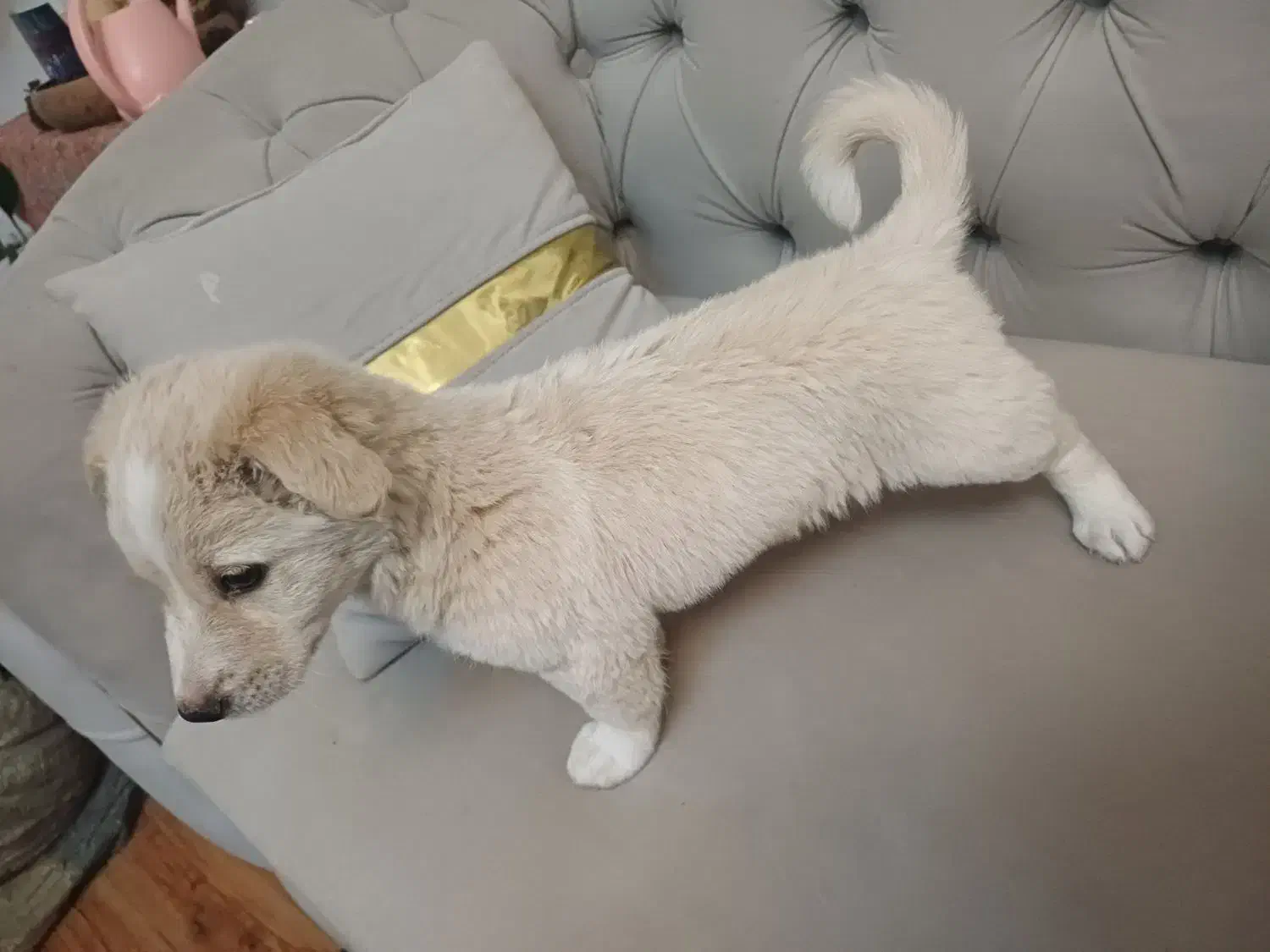 سگ پاکوتاه اشپیتز|سگ|مشهد, پردیس|دیوار