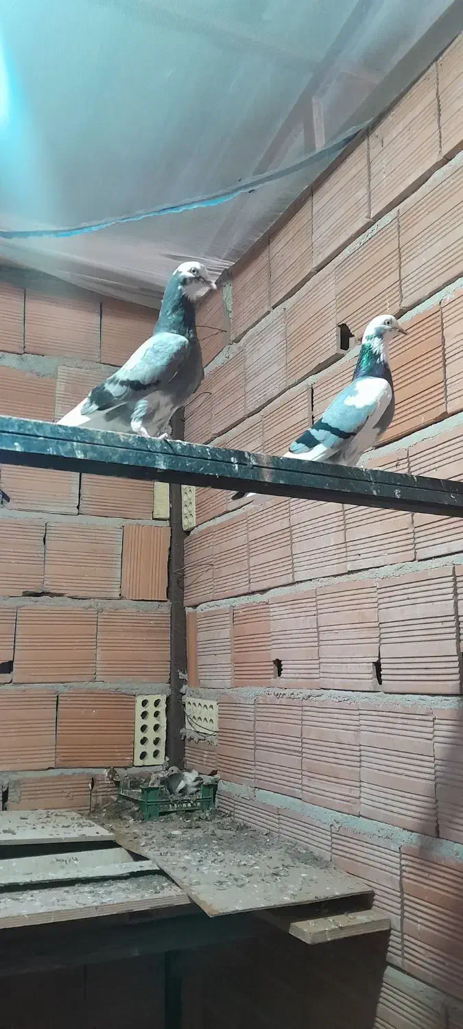 فروش کبوتر شازده سبز|پرنده|فریدون‌کنار, |دیوار