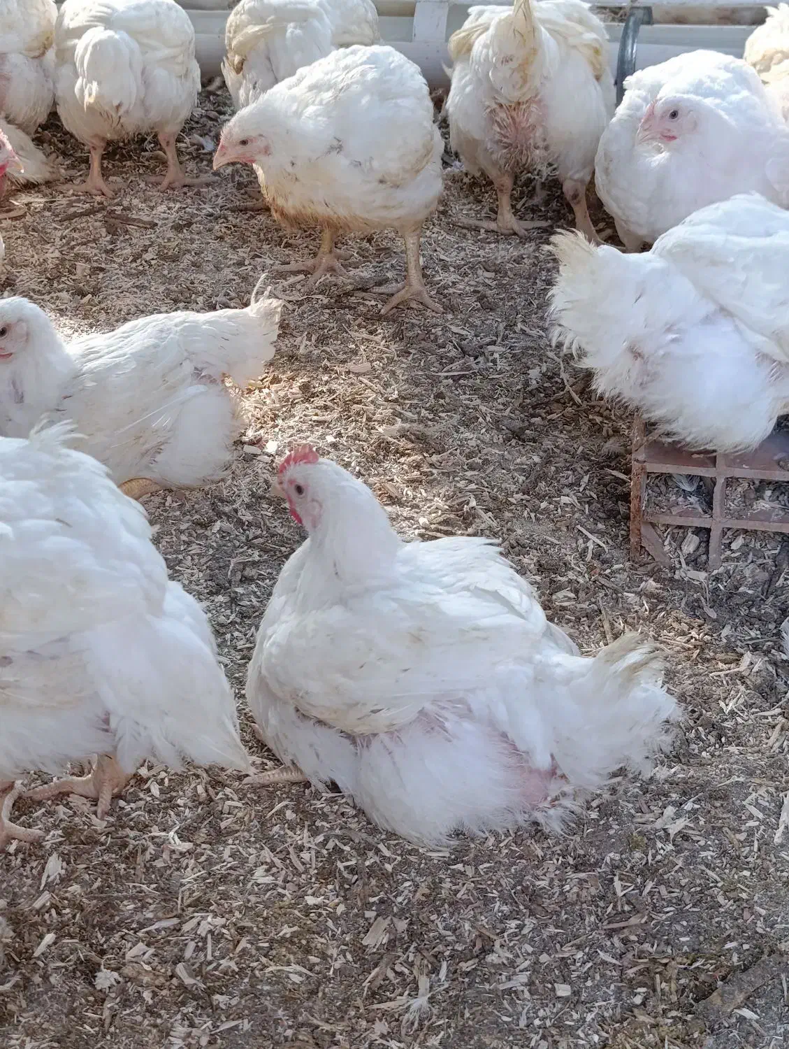 مرغ ارگانیک|حیوانات مزرعه|آق قلا, |دیوار