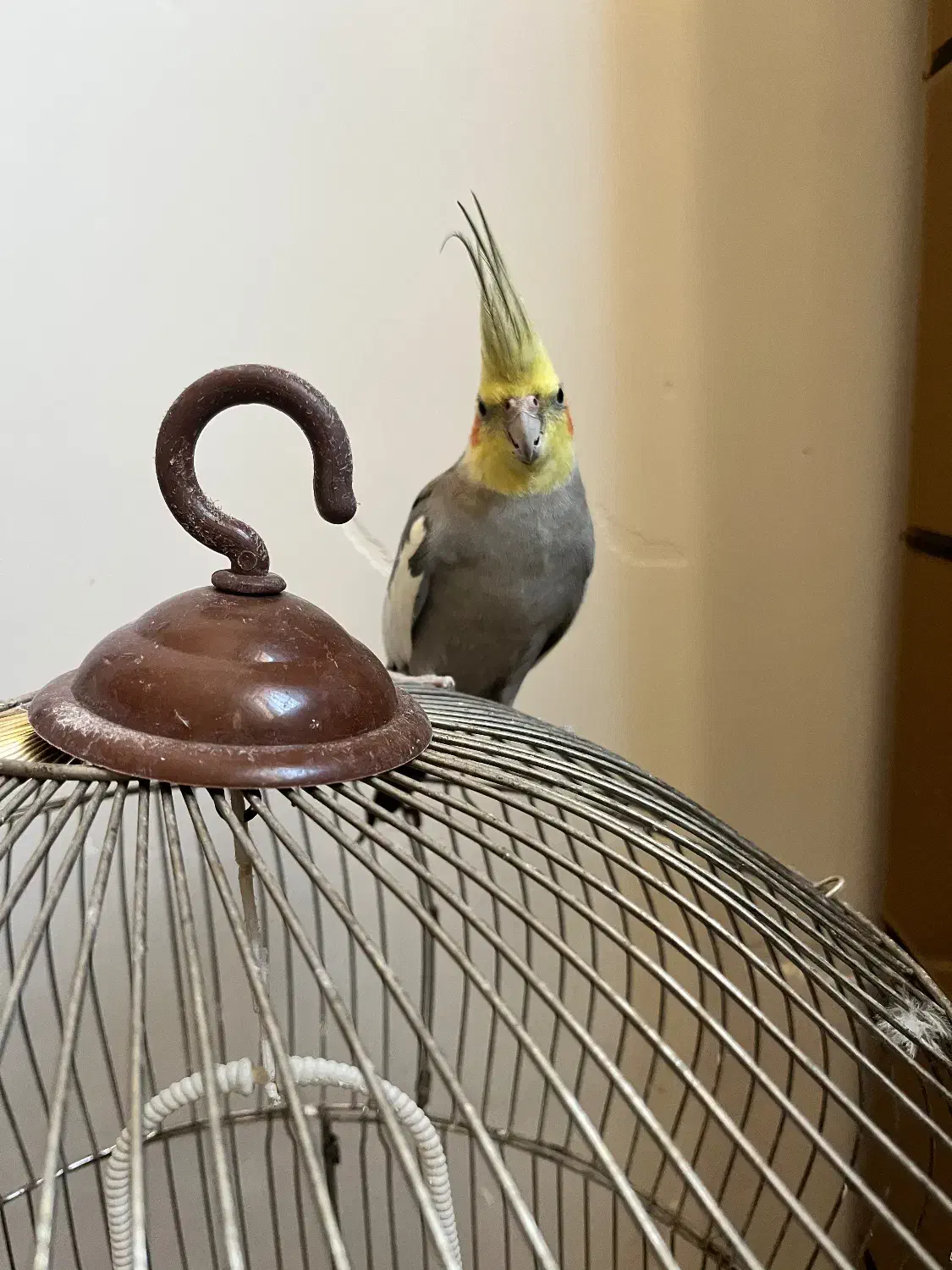 یه جفت طوطی عروس دستی نر و ماده تخم گذار|پرنده|قم, عمار یاسر|دیوار