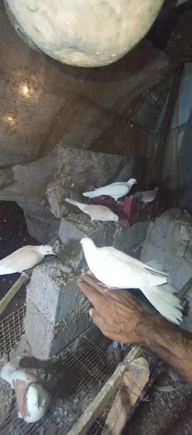 کفتر پرشی|پرنده|بیکاه, |دیوار