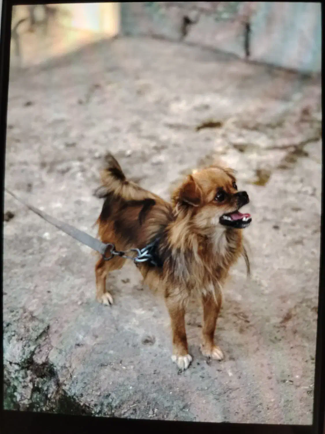 فروش دو قلاده سگ|سگ|قائم‌شهر, |دیوار