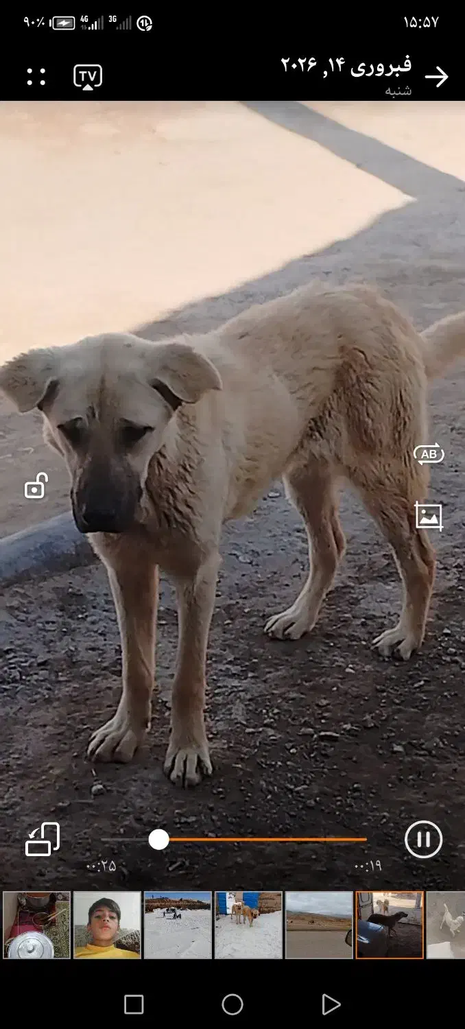 زنجان دندی|سگ|ماهنشان, |دیوار