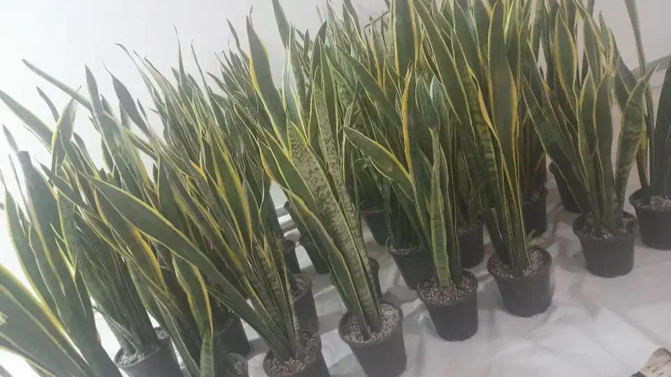 گیاه سانسفریا|گل و گیاه طبیعی|اهواز, شریعتی جنوبی|دیوار