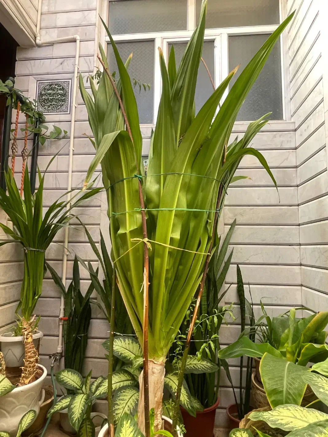 گل اشک ملکه|گل و گیاه طبیعی|مبارکه, |دیوار