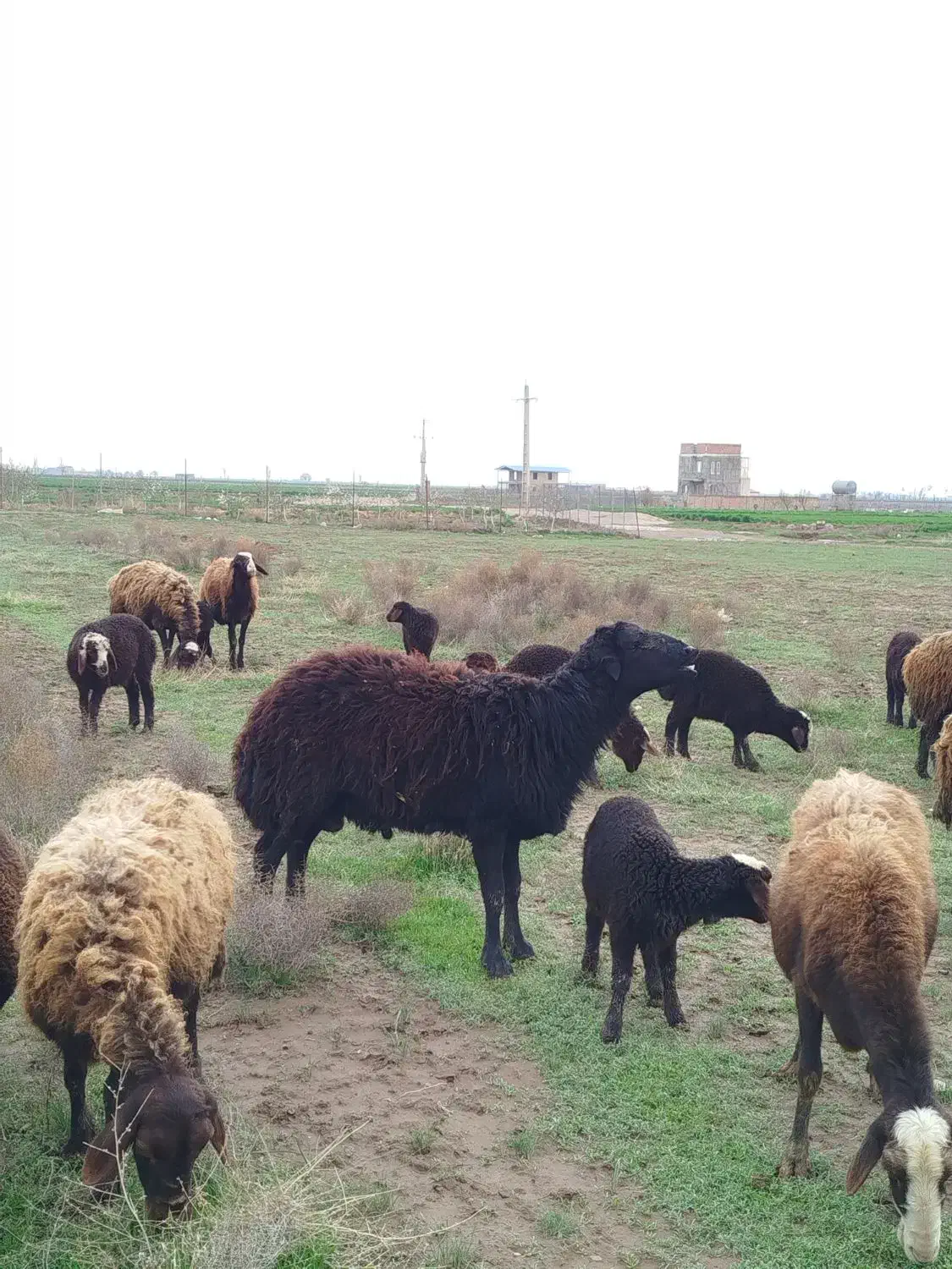 قوچ|حیوانات مزرعه|بشاریات, |دیوار