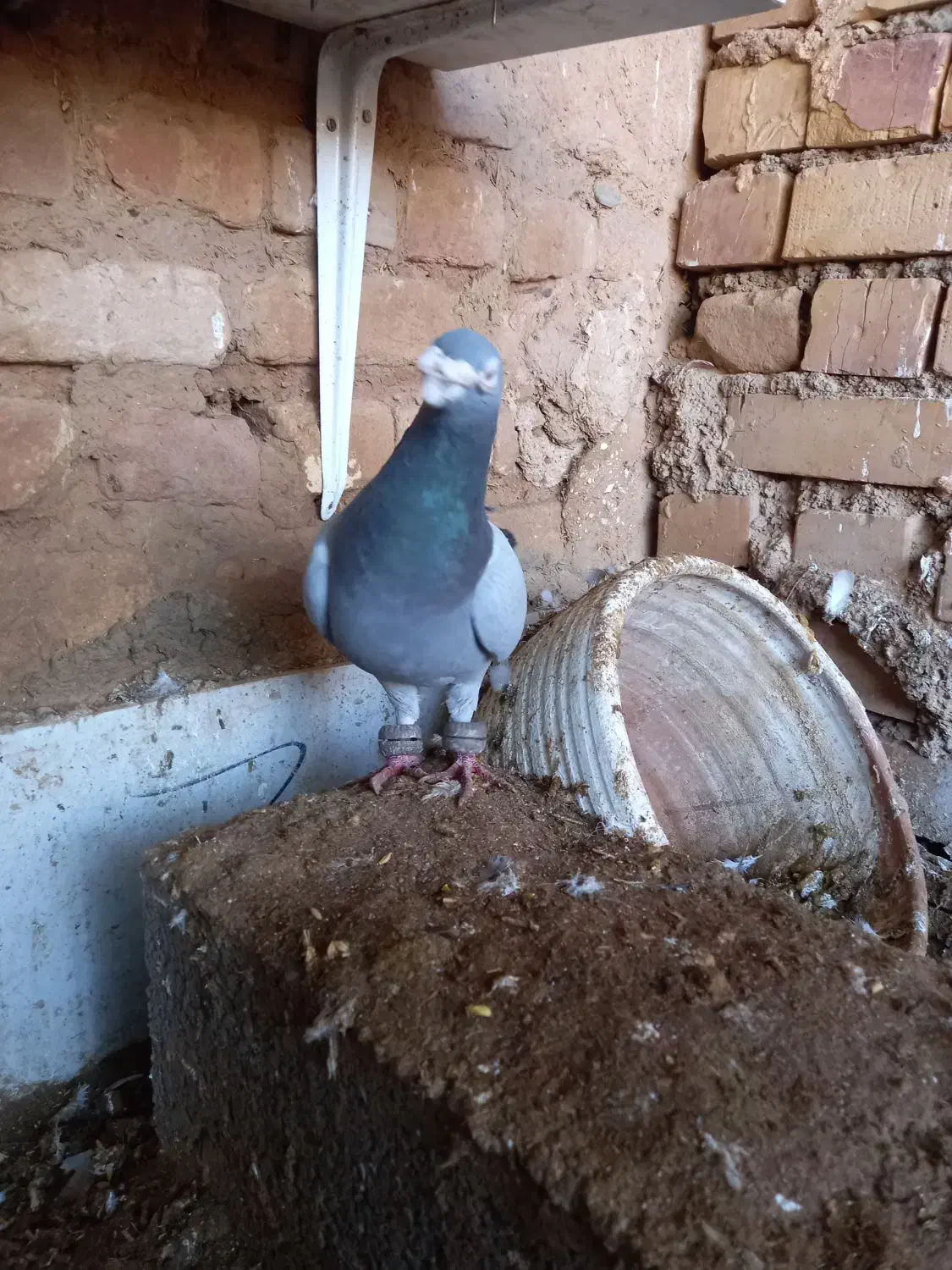 نر سبز|پرنده|گناباد, |دیوار