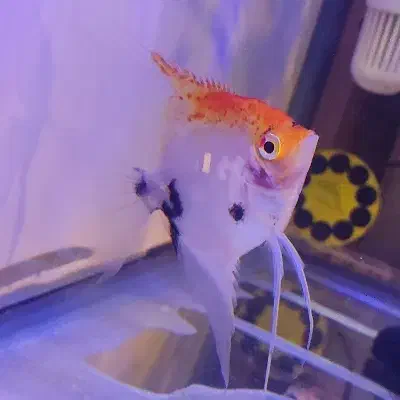 ماهی آنجل معاوضه با ماهی|ماهی|سلماس, |دیوار