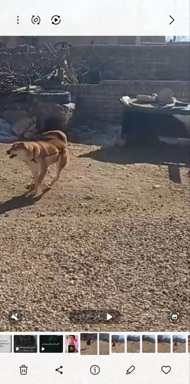 سگ رسمی|سگ|سجاس رود, |دیوار