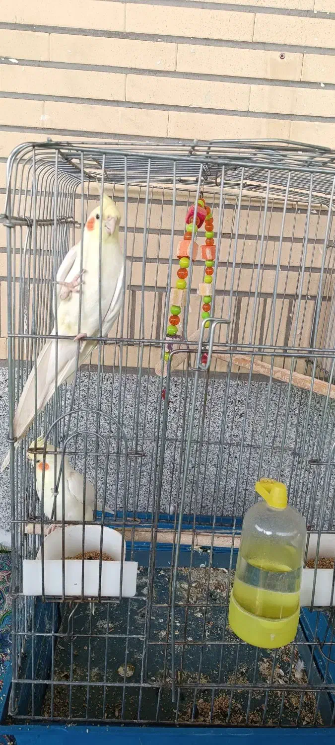 عروس هلندی|پرنده|سهند, |دیوار