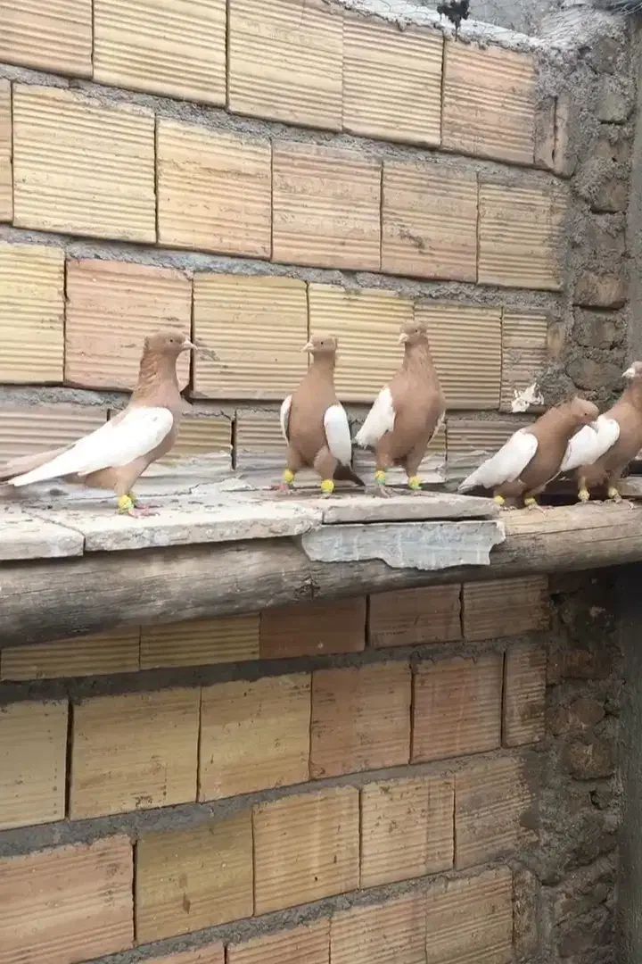 کبوتر|پرنده|قره ضیاالدین, |دیوار