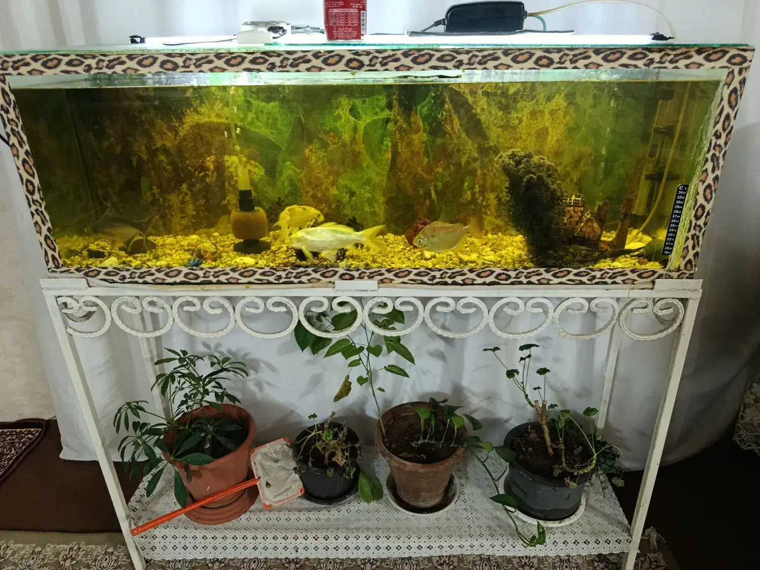 اکواریوم|ماهی|خوی, |دیوار