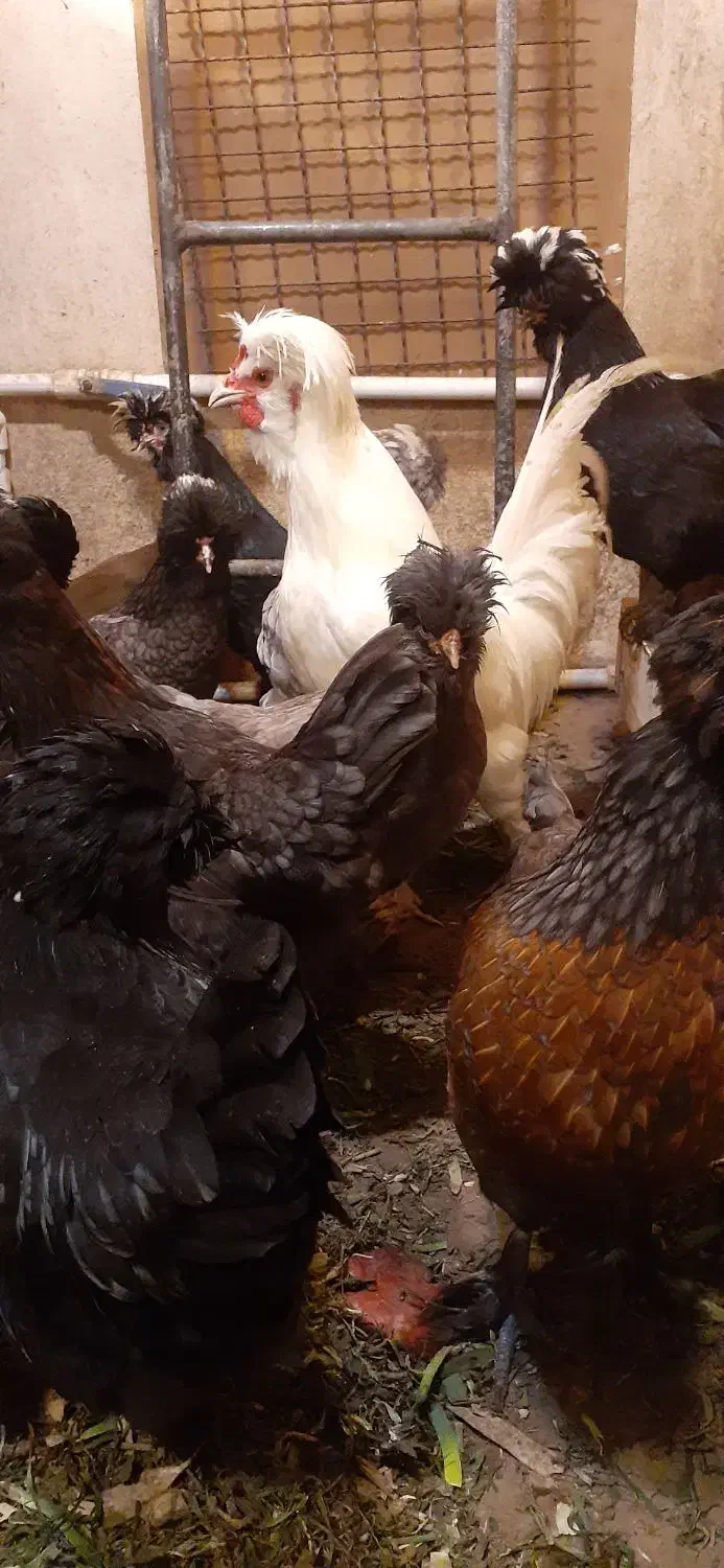 تخم مرغ سلطان اصل نطفه دار (خروس مرغ گیر جوان)|حیوانات مزرعه|کهک, |دیوار