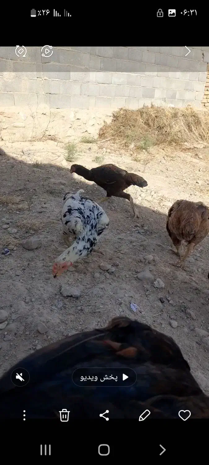 انگشتر|بدلیجات|شیروان (خراسان), |دیوار