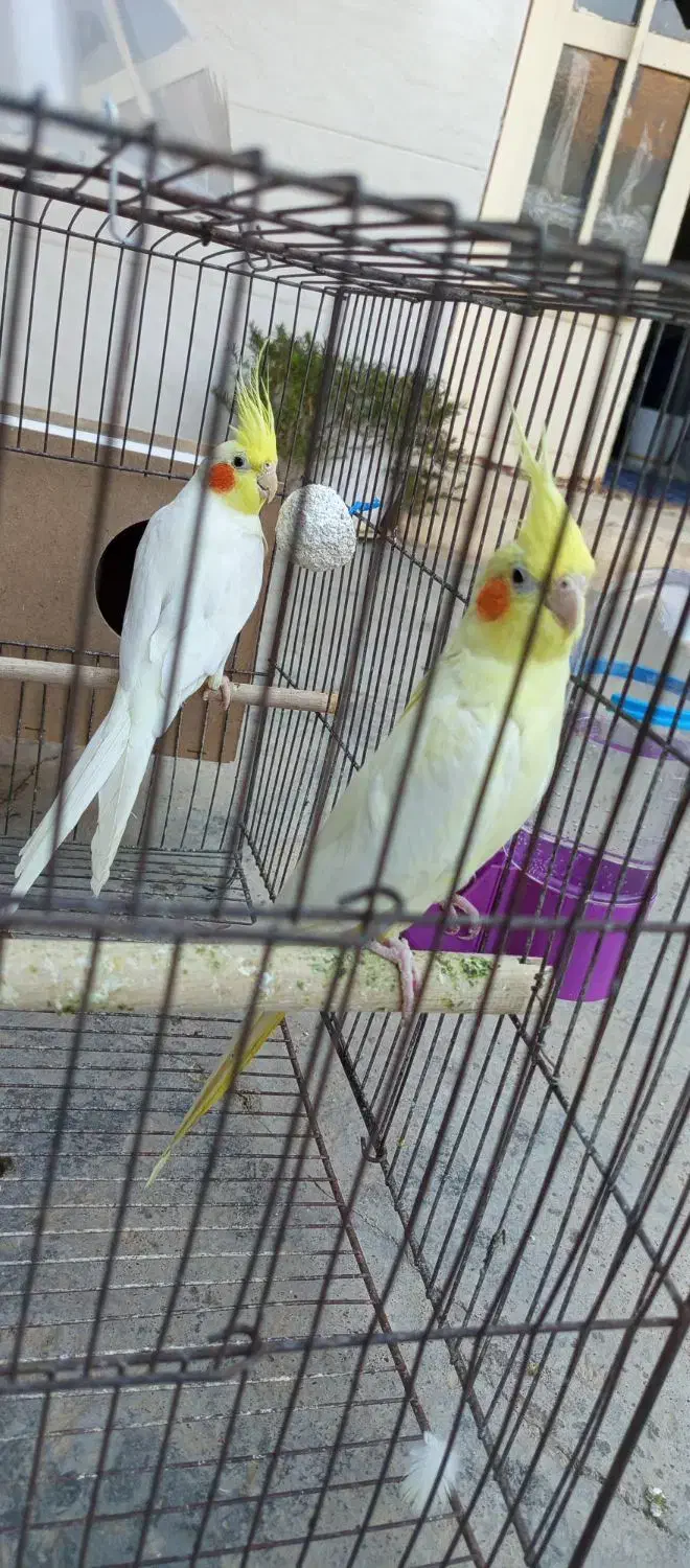 عروس هلندی|پرنده|مسجد سلیمان, |دیوار