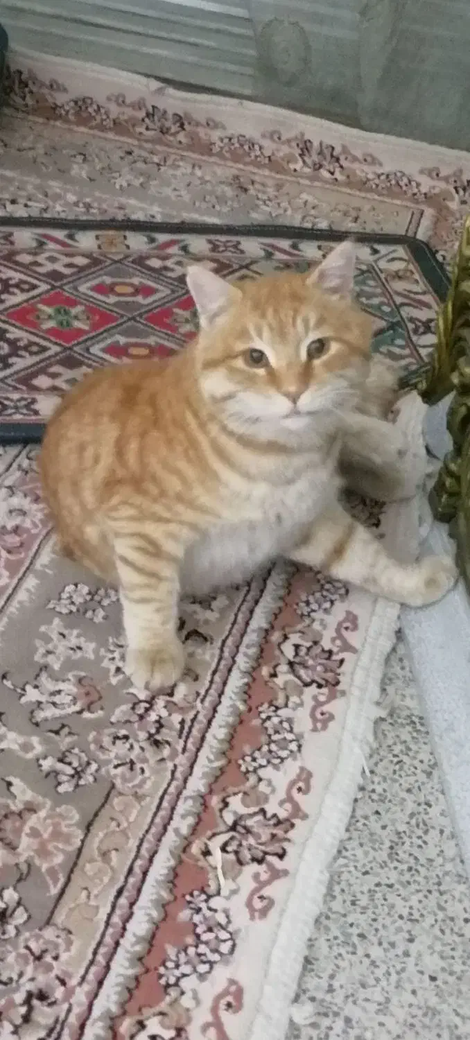 گربه  خانگی گمشده|حیوانات|محمدیه-قزوین, |دیوار