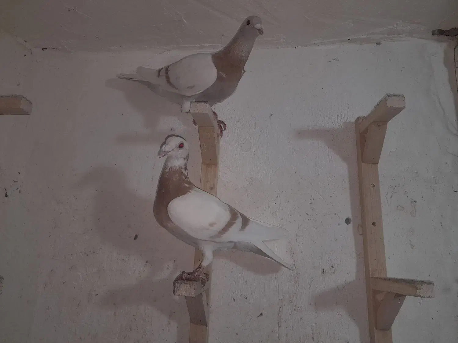 کرم خط سفید زرد گلالی|پرنده|برازجان, |دیوار