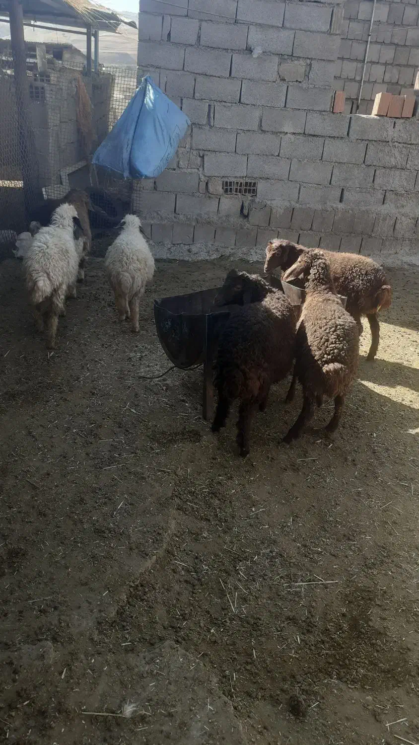 بره|حیوانات مزرعه|شباب, |دیوار