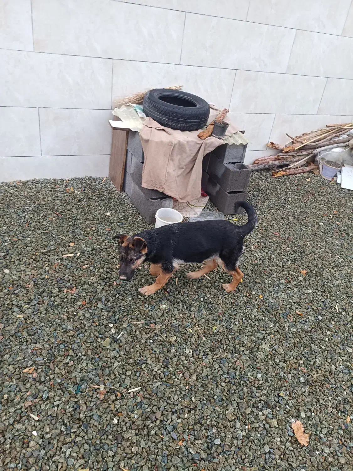 توله ژرمن چهار ماهه شناسنامه دار|سگ|کرمانشاه, |دیوار