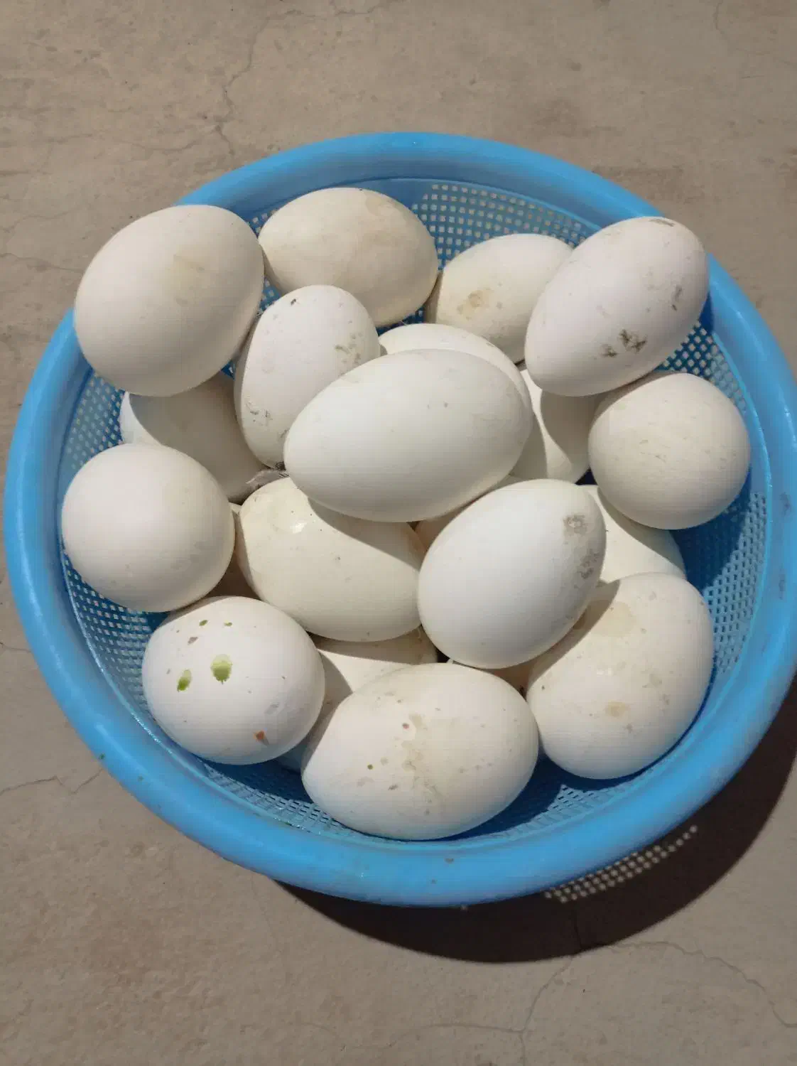 تخم غوغاز|حیوانات مزرعه|خاش, |دیوار