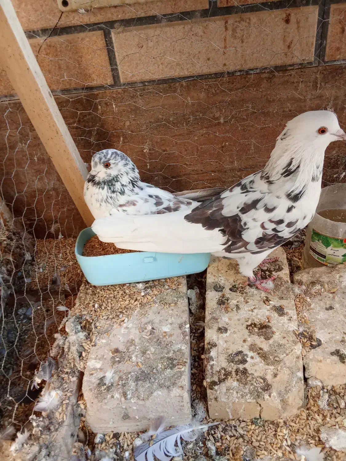 کبوتر|پرنده|اصفهان, ارغوانیه|دیوار