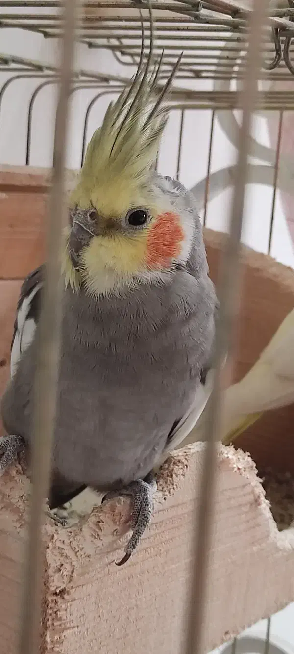 ۳ عدد عروس هلندی ۲ تا سفید ۱ دونه طوسی|پرنده|رامسر, |دیوار