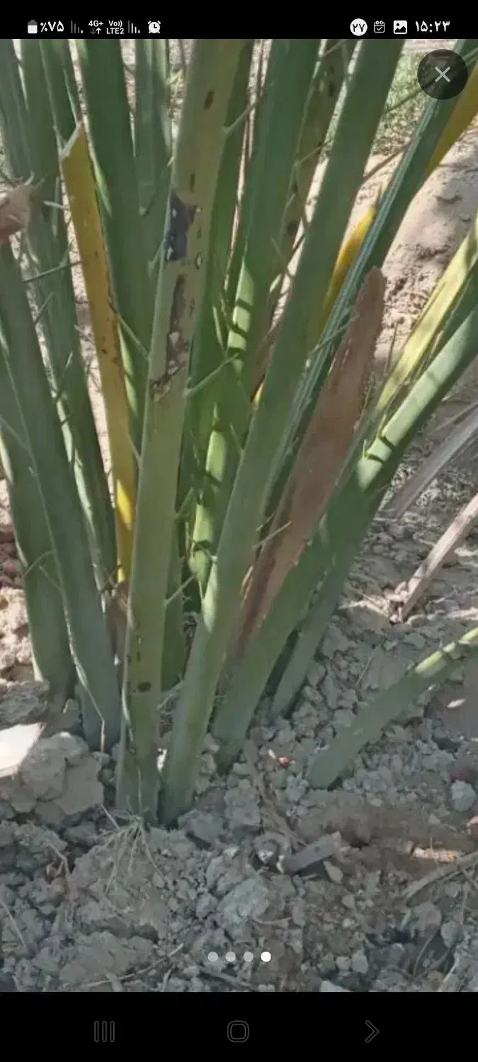 نخل خلاص وپاجوش نخل قصب زرد خورموج|گل و گیاه طبیعی|خورموج, |دیوار