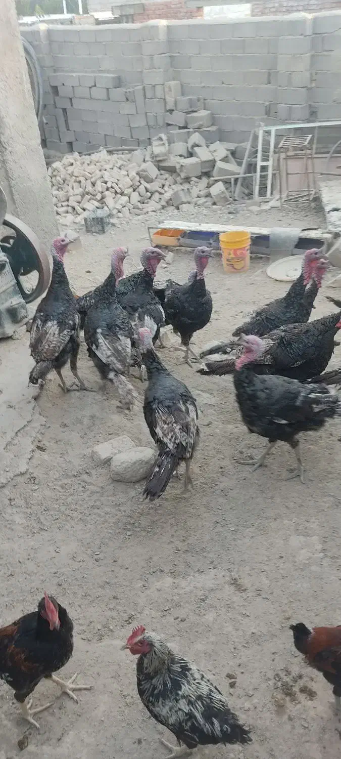 بو قلمون محلی|پرنده|دلبران, |دیوار