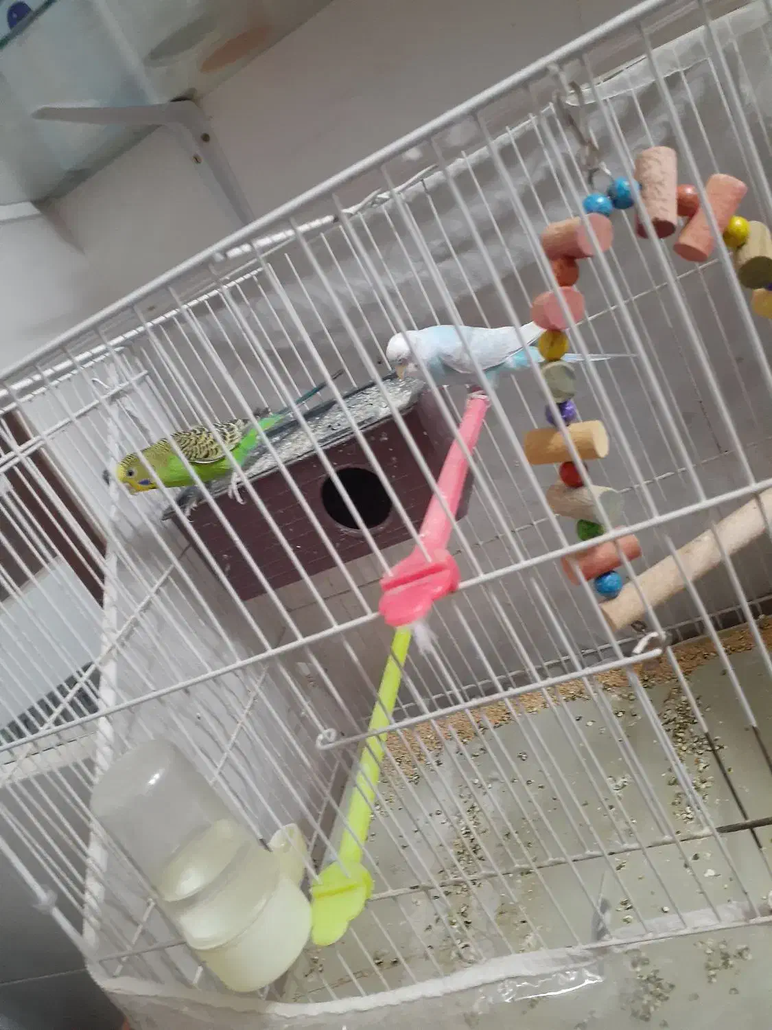 مرغ عشق ۹۰۰|پرنده|تربت جام, جلگه موسی آباد|دیوار