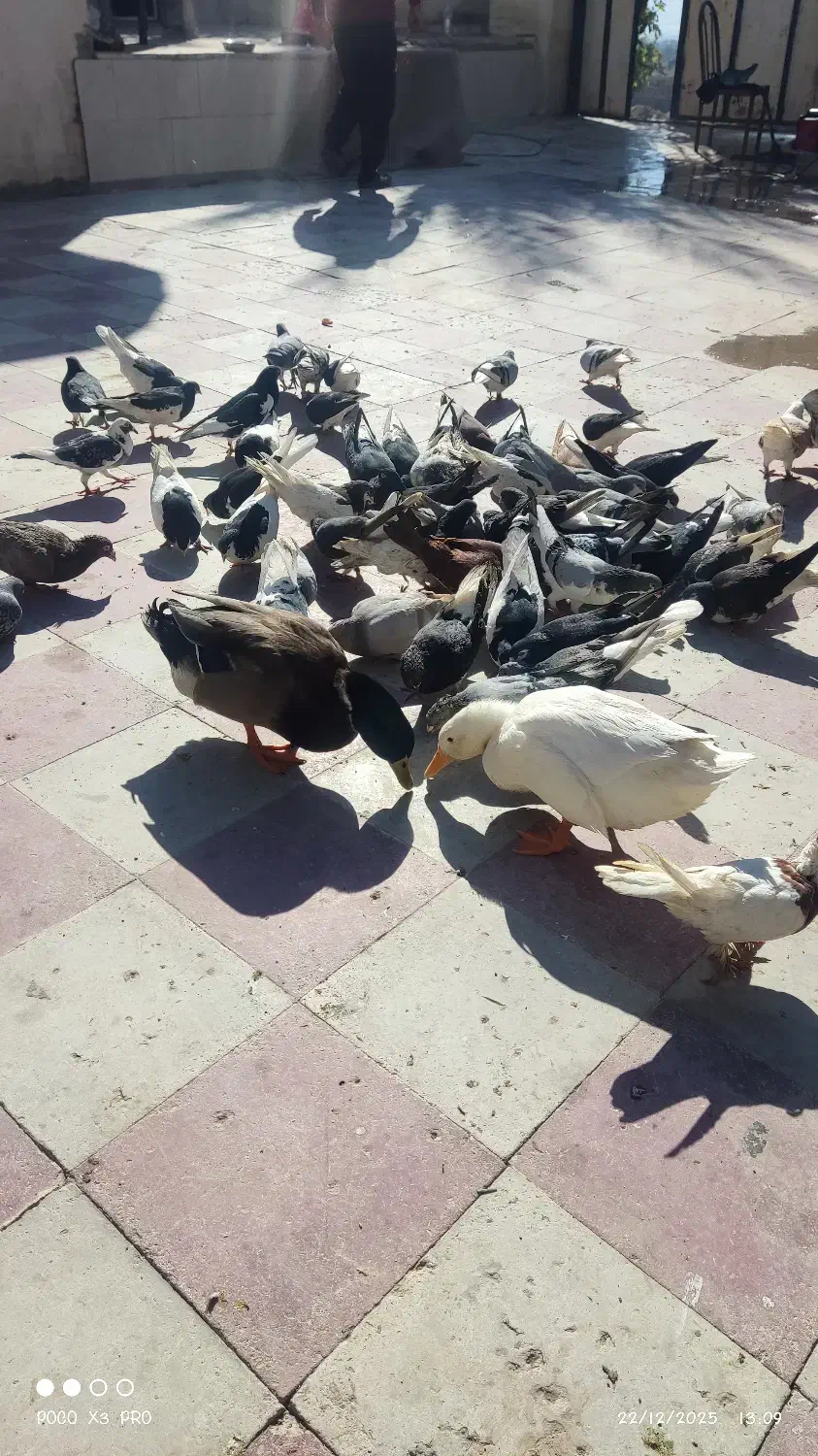 کبوتر شهری و پرشی|پرنده|کازرون, |دیوار