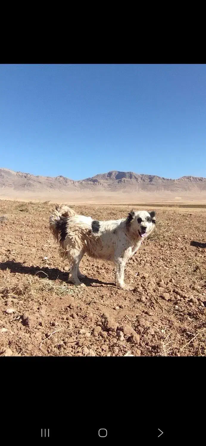 فروشی|سگ|چادگان, |دیوار