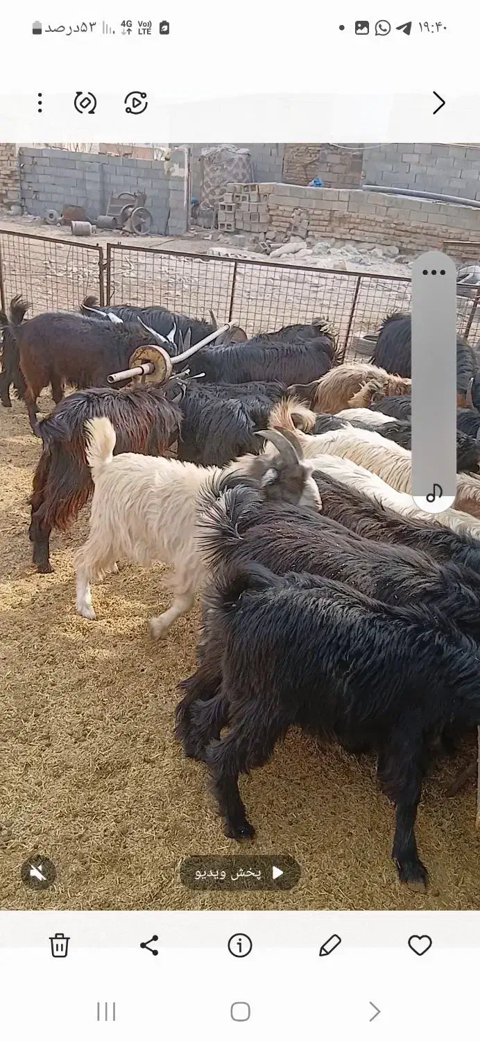 کهره بره|حیوانات مزرعه|بانش, |دیوار