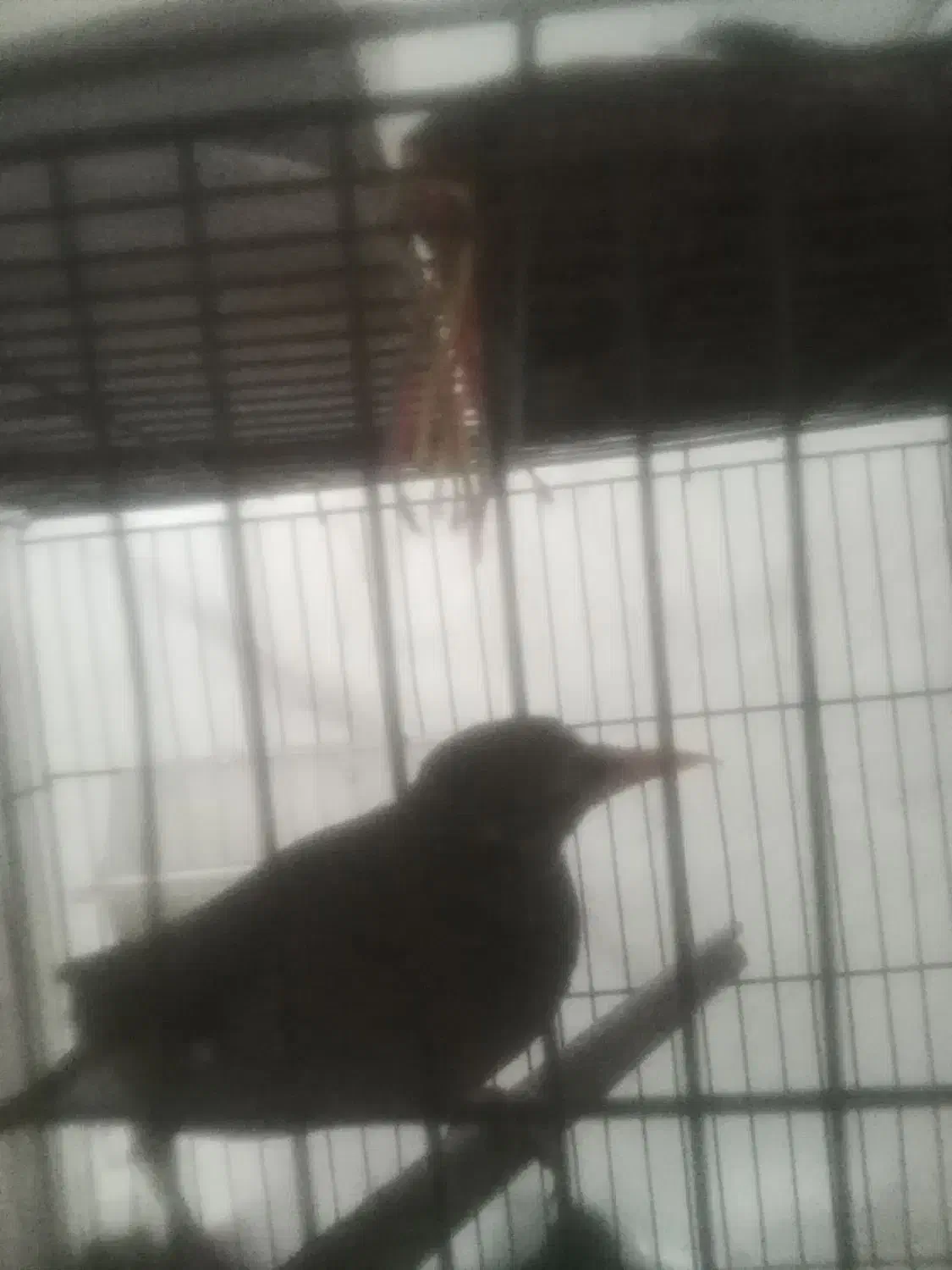 میناسخنگو|پرنده|زبرخان, |دیوار