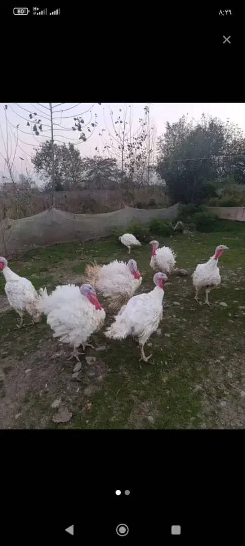 فروش گوشت بوقلمون ارگانیک به صورت تکی وعمده|خوردنی و آشامیدنی|لاهیجان, لفمجان|دیوار